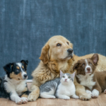 imperialdog-cat-blog